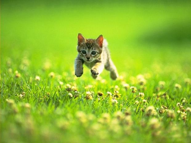 Plantilla de meme Every time I smile God Kills a Kitten