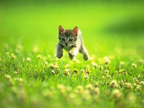 Plantilla de meme Every Time You Post A Meme God Kills A Kitten