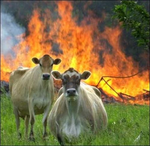 Plantilla de meme Evil Cows