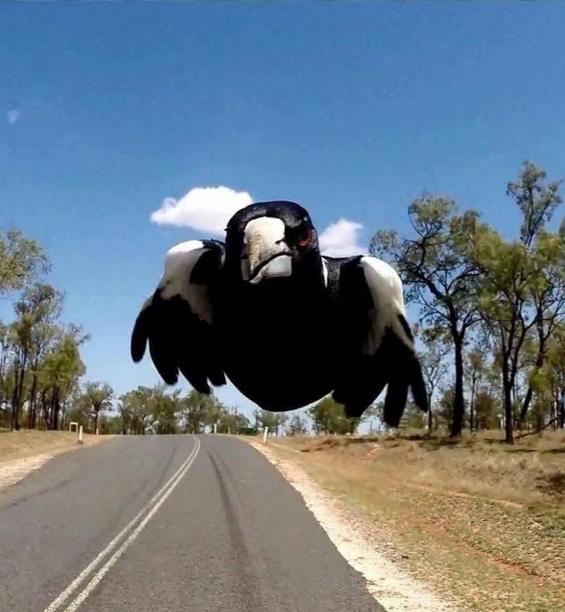 Plantilla de meme evil magpie is evil