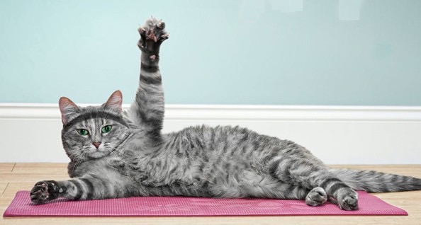 Plantilla de meme Exercise cat