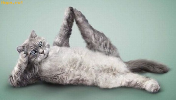 Plantilla de meme Exercising Cat
