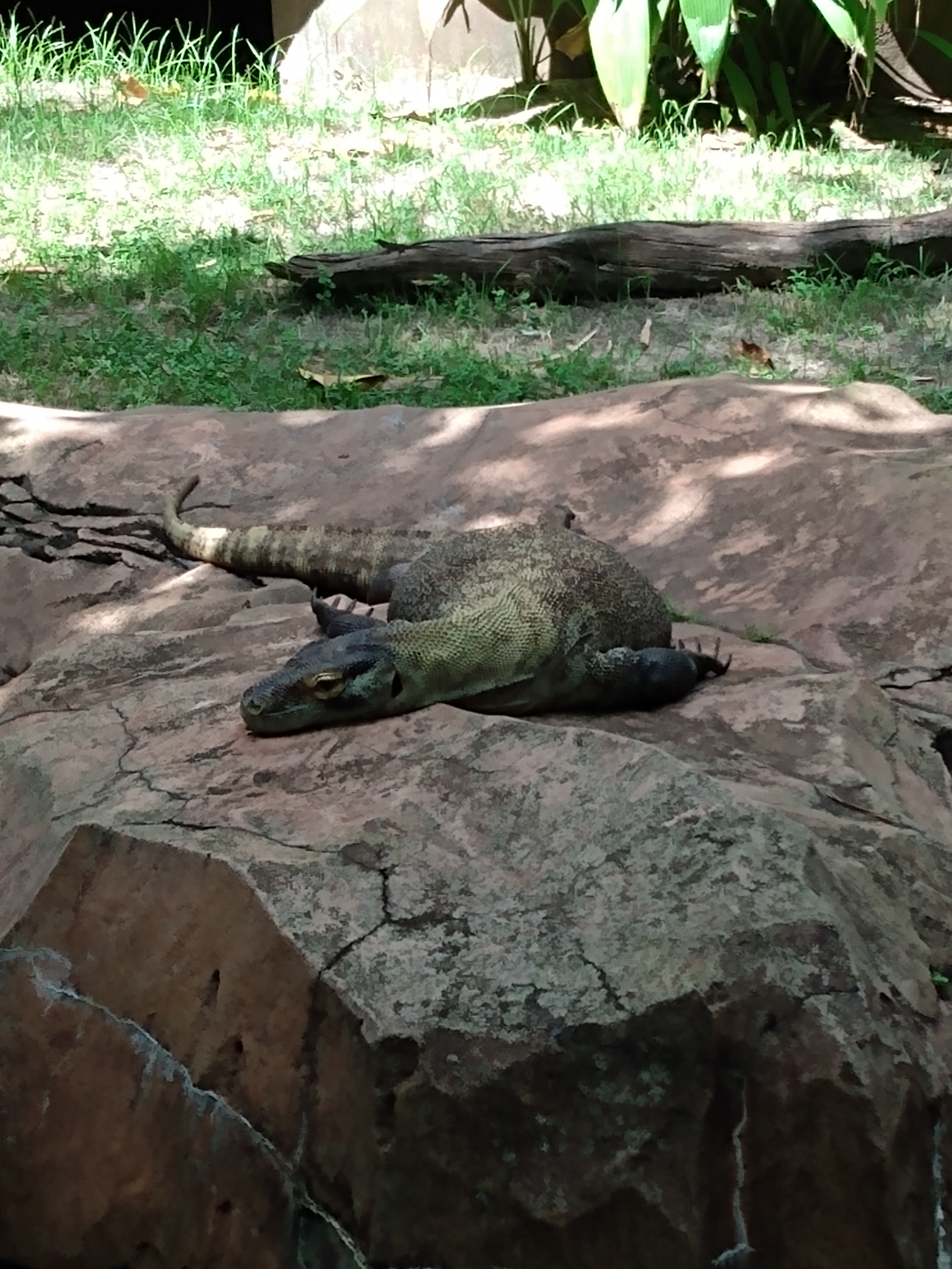 Plantilla de meme exhausted komodo dragon