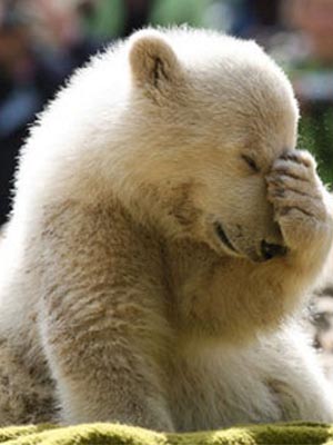 Plantilla de meme Facepalm Bear