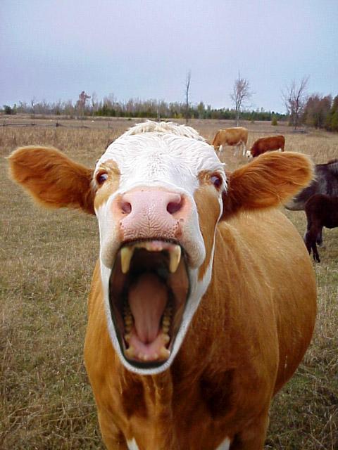 Plantilla de meme fanged_cow