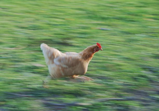 Plantilla de meme Fast Running Chicken