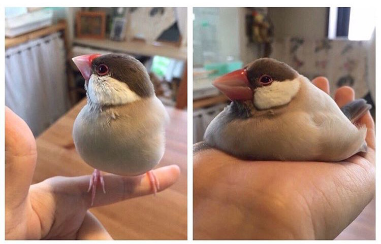 Plantilla de meme fat bird sitting down