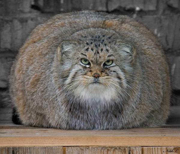 Plantilla de meme Fat Cats Exercise