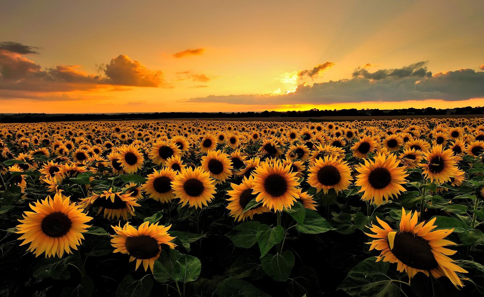 Plantilla de meme Field of Sunflowers