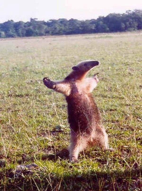 Plantilla de meme Fight me anteater