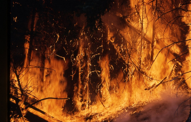 Plantilla de meme fire rainforest