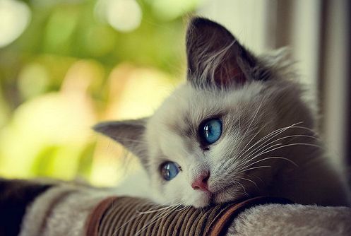 Plantilla de meme First World Problems Cat