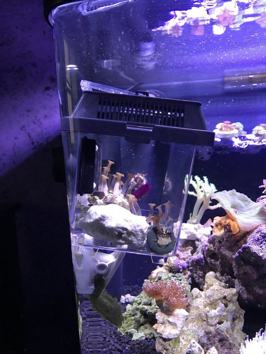 fish jail meme template
