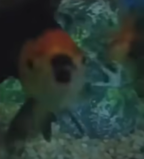 fishler meme template