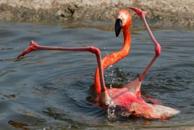 Plantilla de meme Flamingo Fail