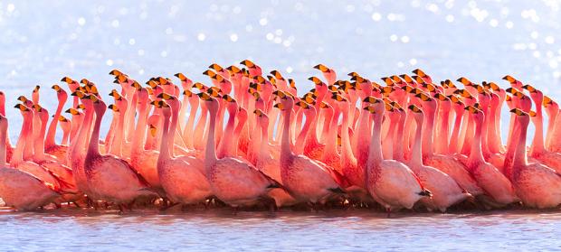 Plantilla de meme Flamingos