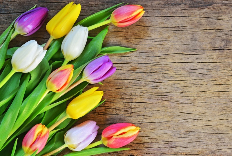 Flowers Tulips meme template