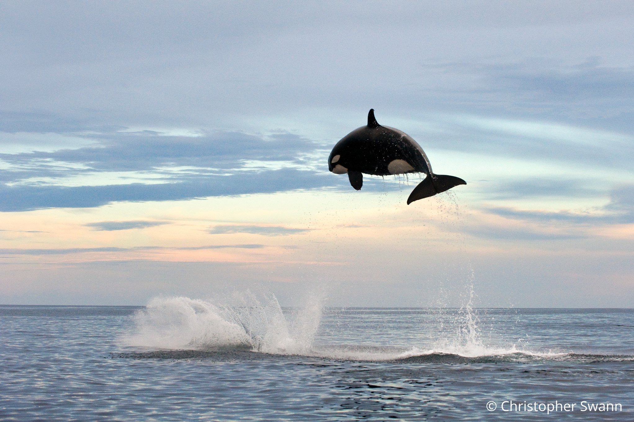 Plantilla de meme Flying Orca