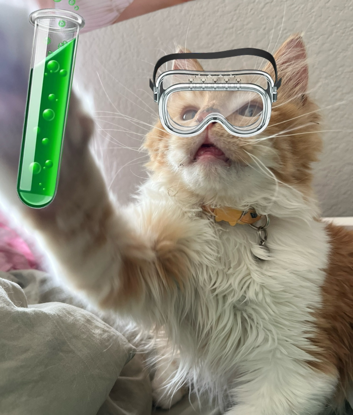 Template meme For Science Cat!