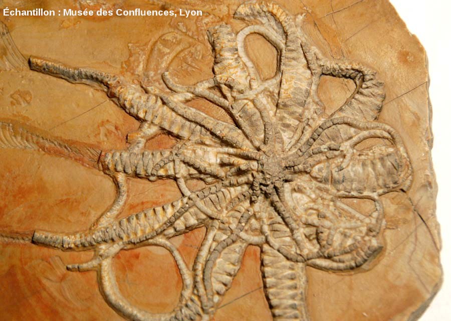 Fossile dead meme template
