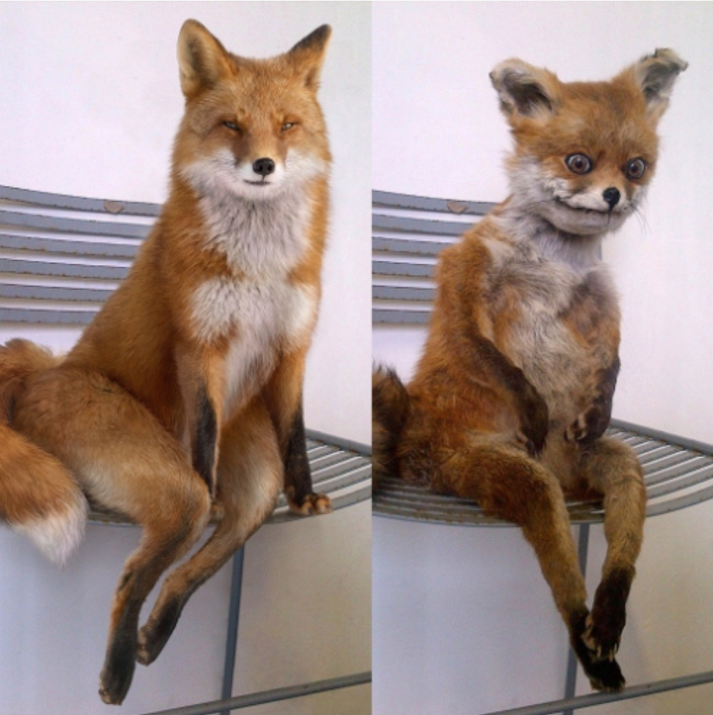 Template meme Fox before after