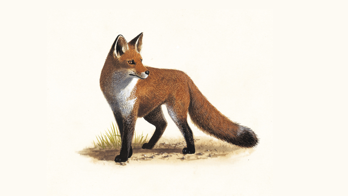 Fox Meme 1 meme template