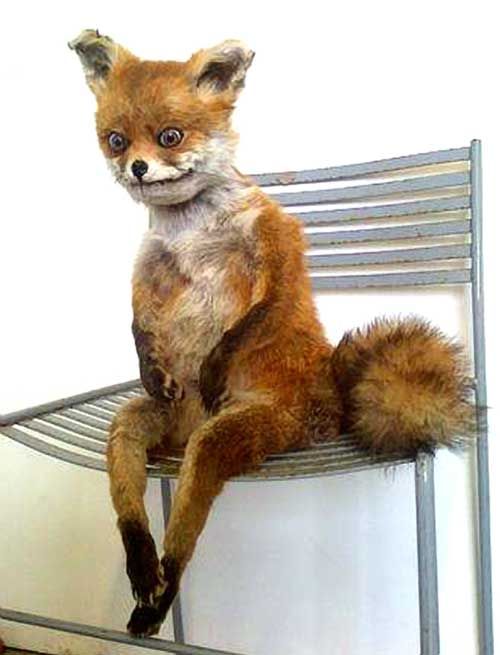 Plantilla de meme Fox Taxidermy Meme