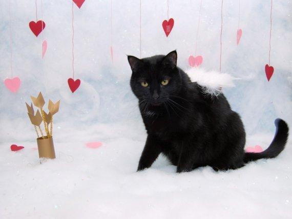 Template meme friday 13th and valentines day cat