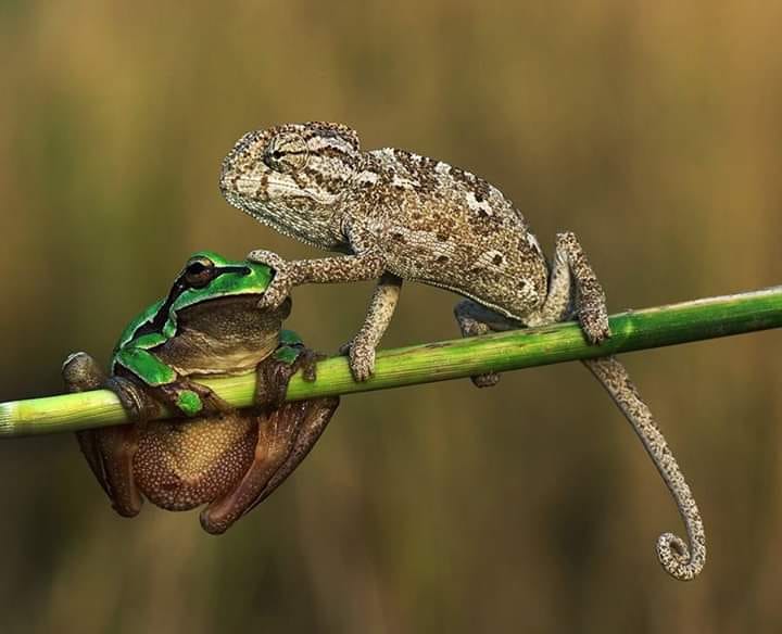 Frog & Chameleon meme template