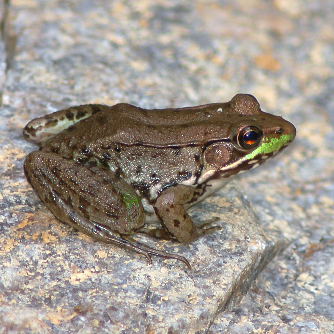 Plantilla de meme Frogs