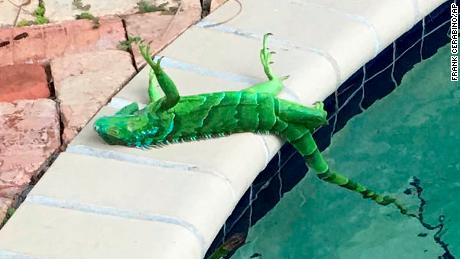 Frozen Iguana meme template