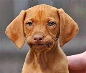 Plantilla de meme Frustrated dog