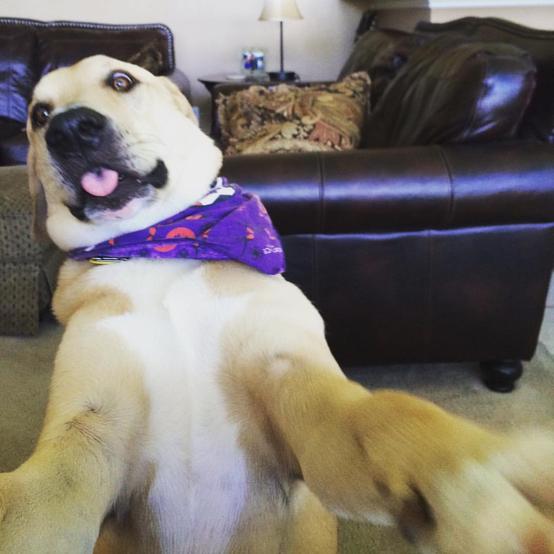 Funny dog meme meme template