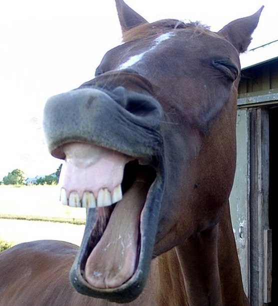 Plantilla de meme Funny Horse Face