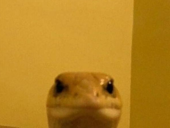 Plantilla de meme Funny Lizard