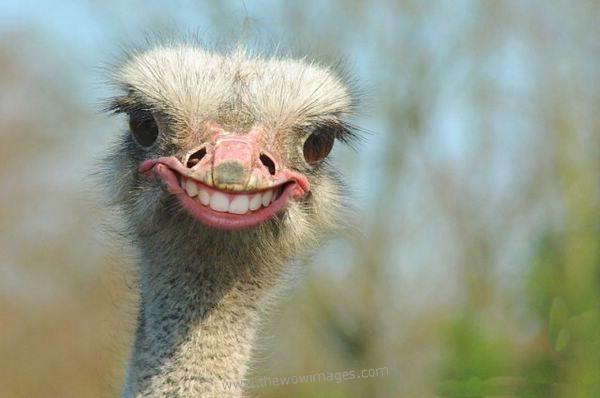 Funny Ostrich meme template