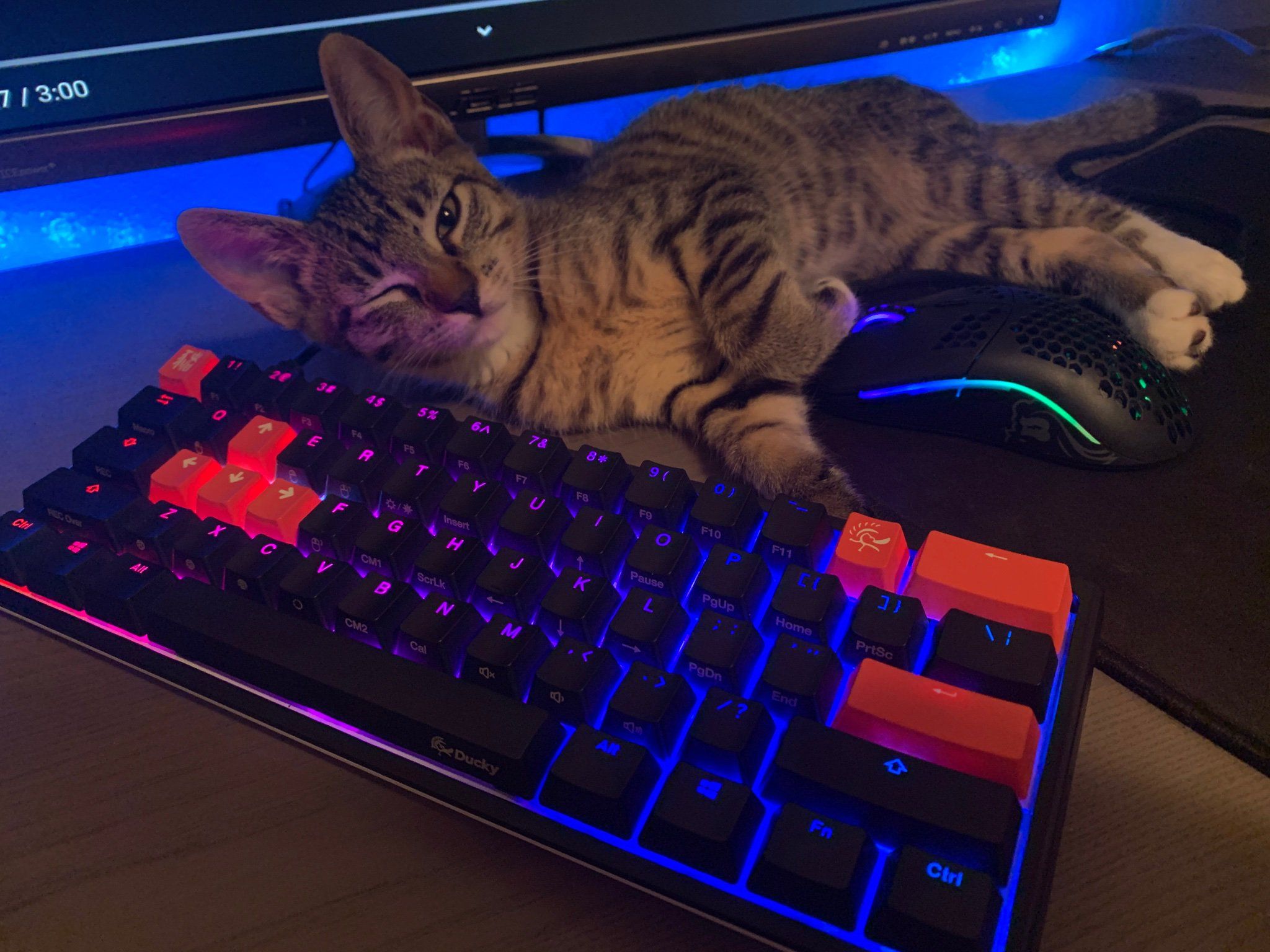 Plantilla de meme Gaming cat keyboard