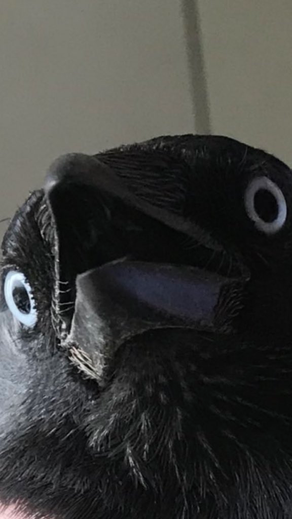 GASPING RAVEN meme template