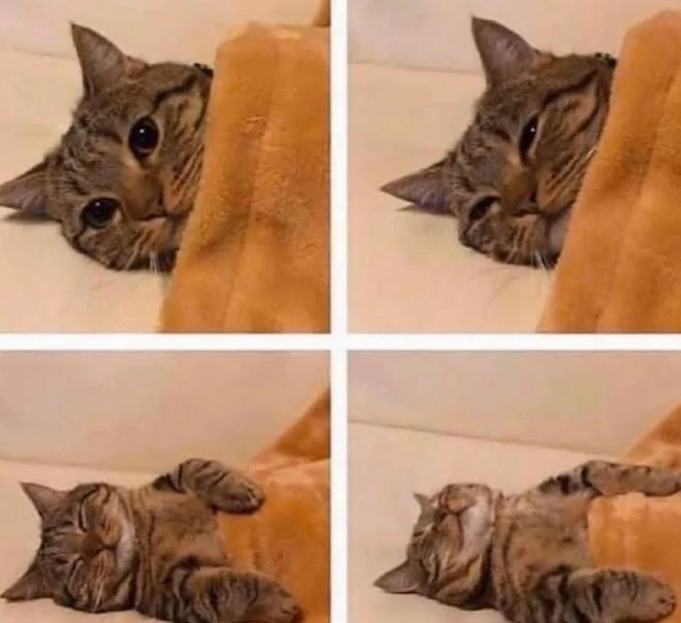 Plantilla de meme Gatito mimiendo