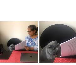 Plantilla de meme gato examen