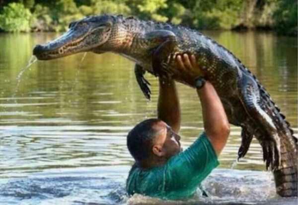 Gator meme template