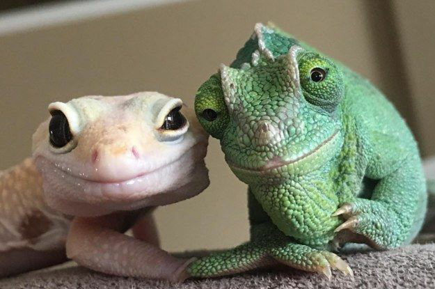 Gecko and chameleon look like grandparents meme template