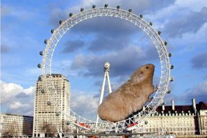 Plantilla de meme Giant Hamster Wheel