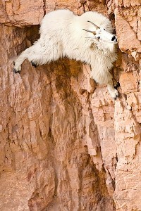 Plantilla de meme goat rock climbing