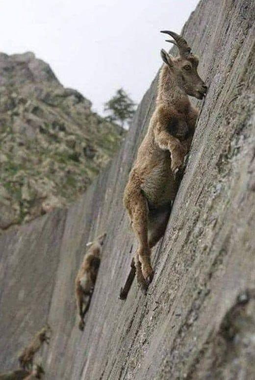 Plantilla de meme goats