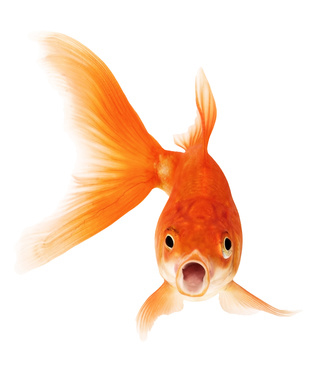 Plantilla de meme Goldfish