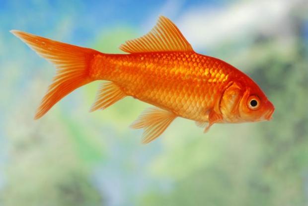 Plantilla de meme Goldfish of purity