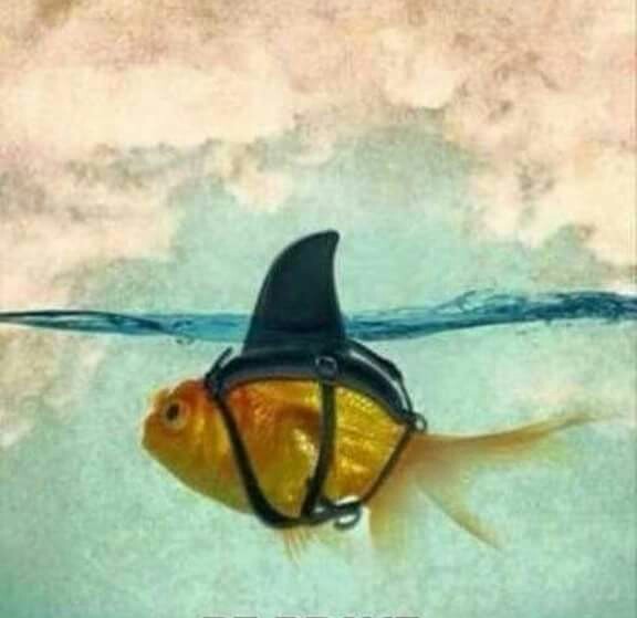 Plantilla de meme Goldfish Shark