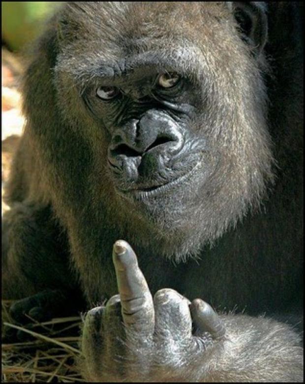 Template meme Gorilla Sushi Says