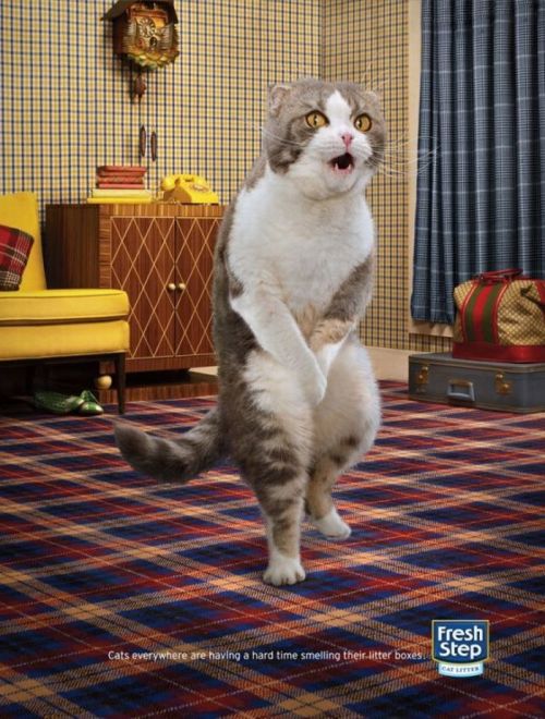 Plantilla de meme Gotta Go Cat